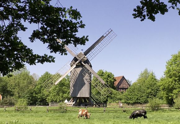 Kühe auf der Weide vor einer Windmühle